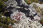 Haematomma blood-eye lichen