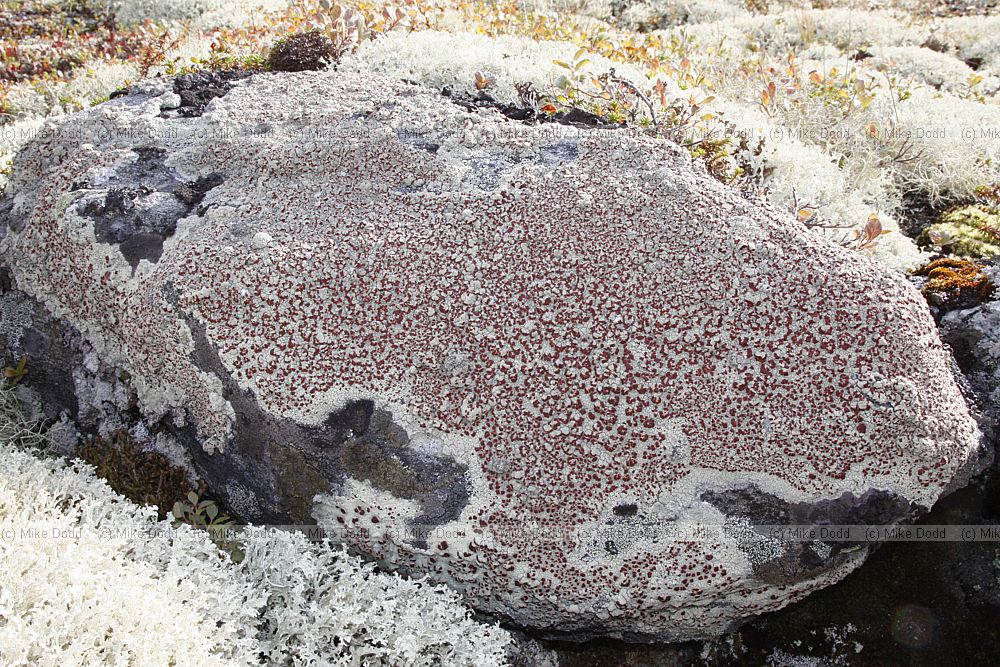 Haematomma sp. (check)