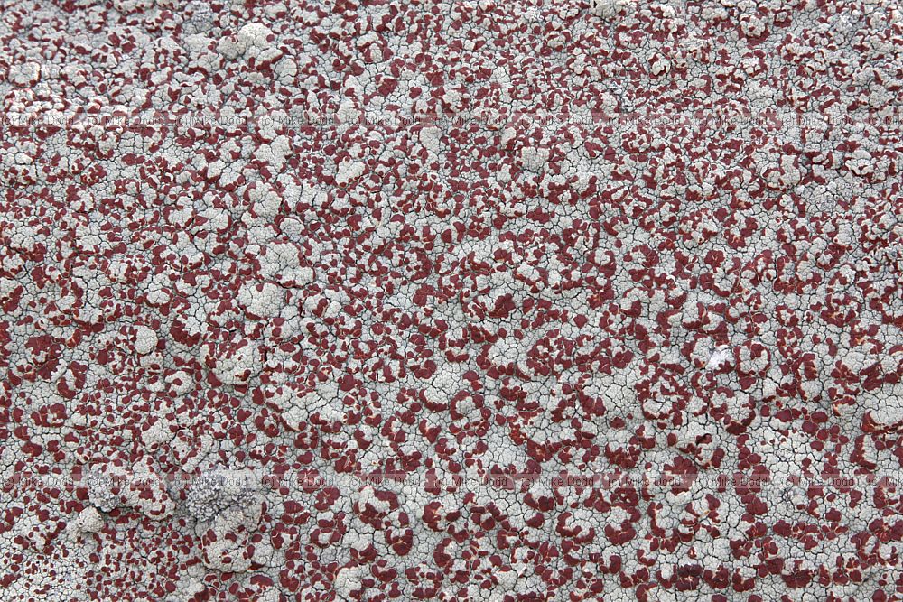 Haematomma sp. (check)