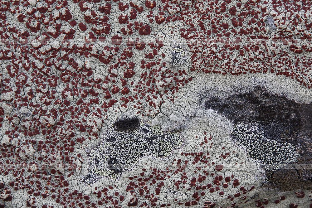 Haematomma sp. (check)