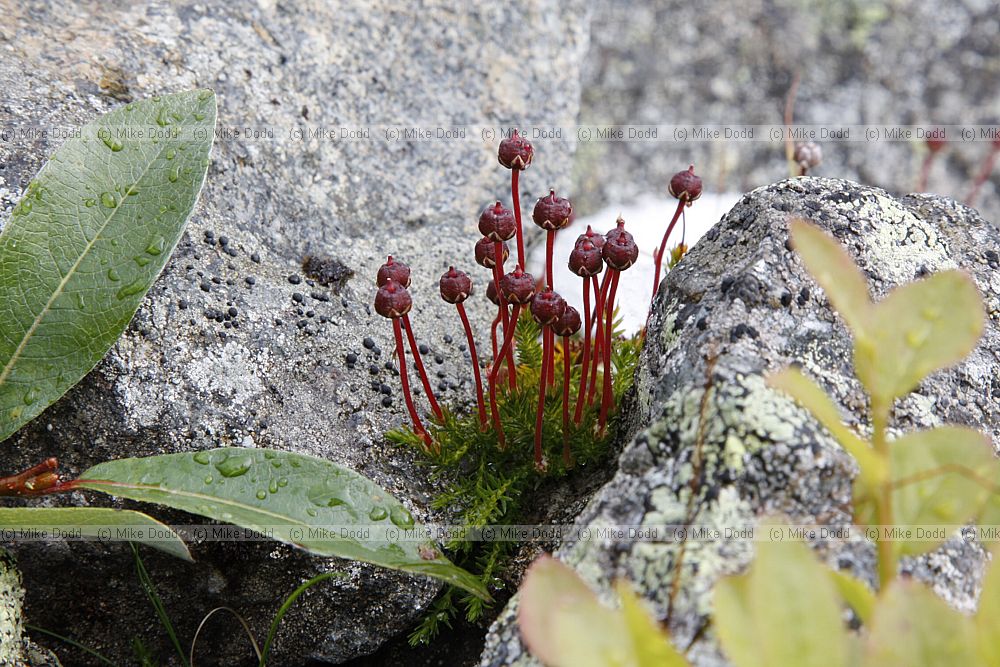 Harrimanella hypnoides Moss Heather