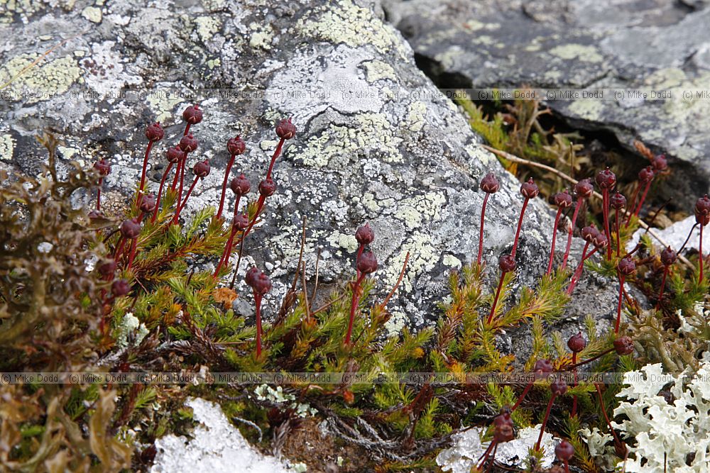 Harrimanella hypnoides Moss Heather