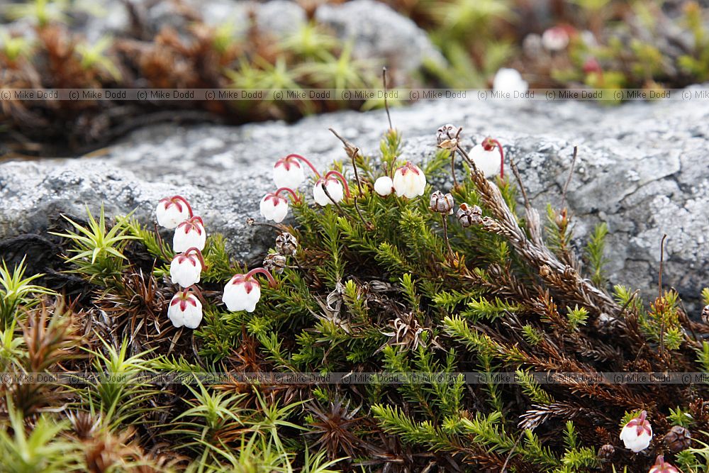 Harrimanella hypnoides Moss Heather