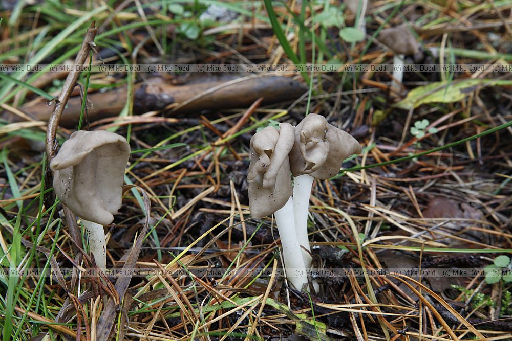 Helvella elastica Elastic saddle