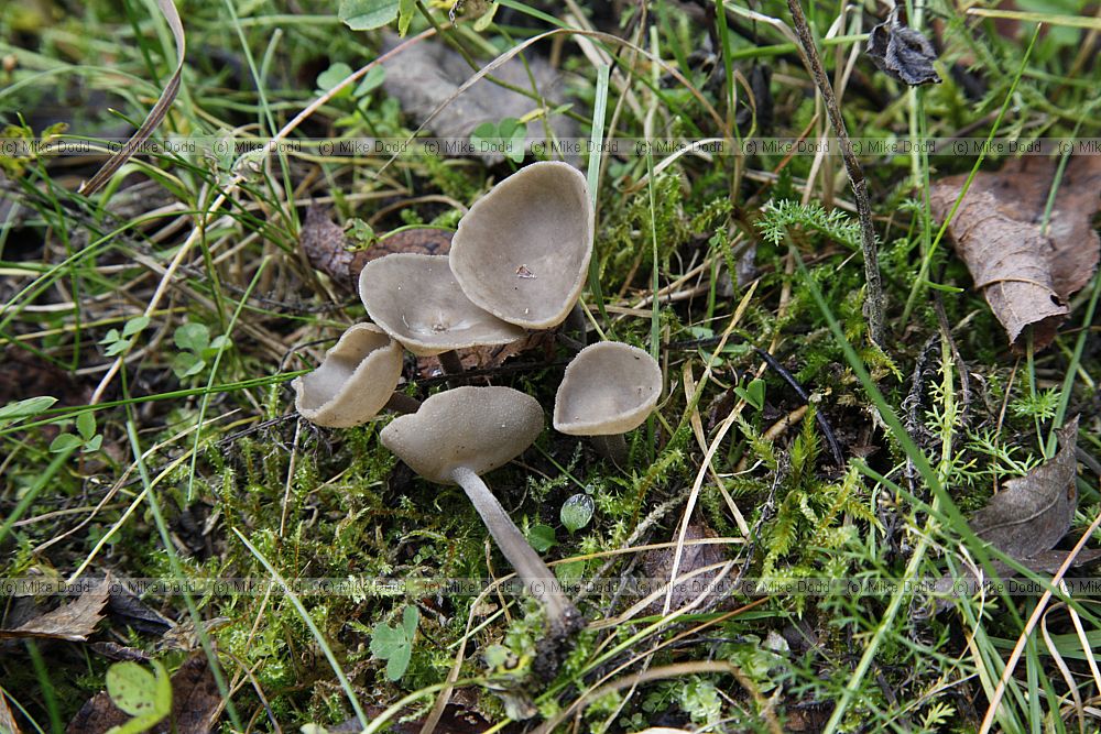 Helvella macropus Felt Saddle