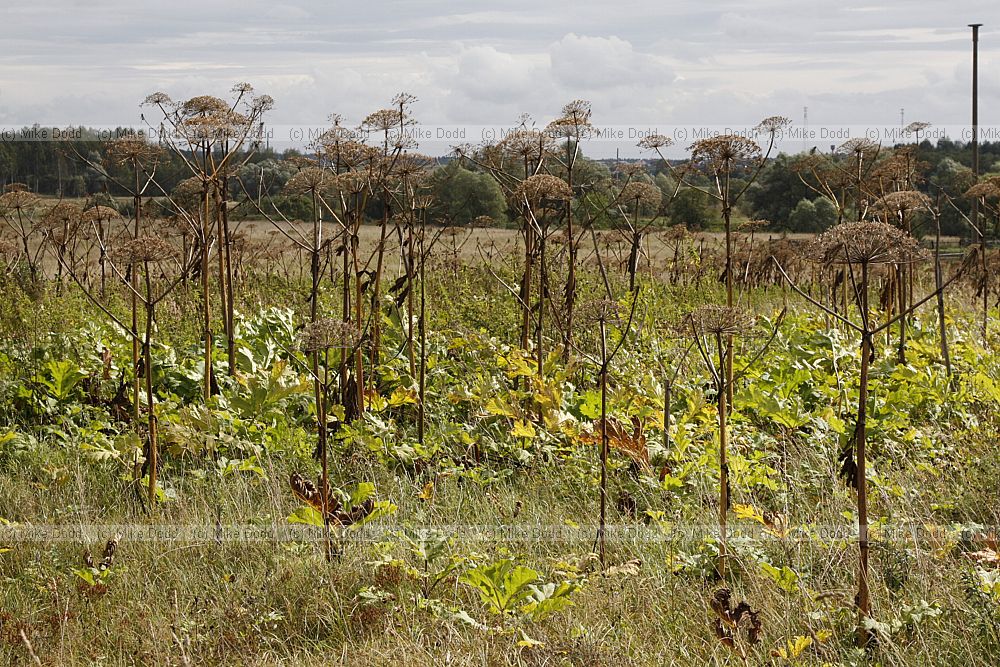 Heracleum sosnowskyi
