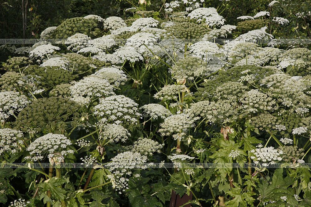 Heracleum sosnowskyi