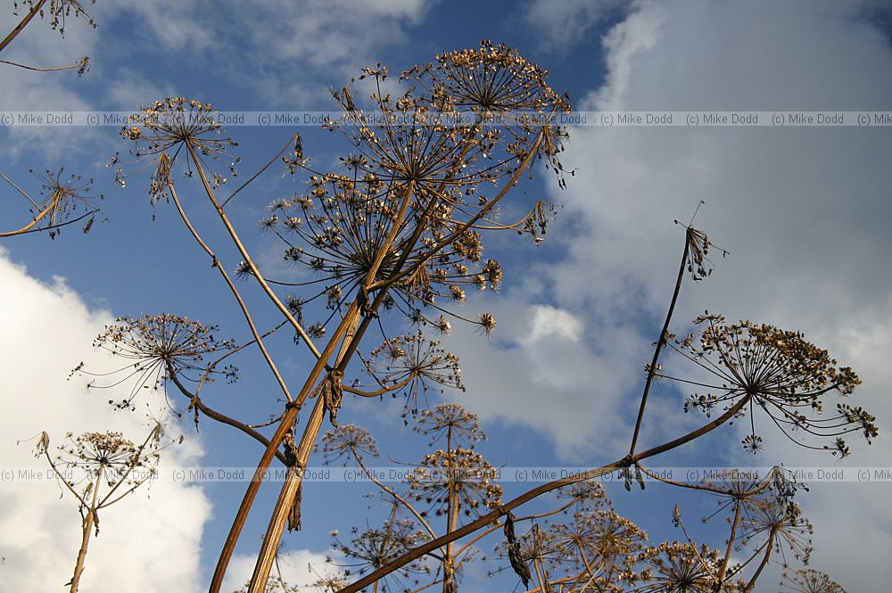 Heracleum sosnowskyi