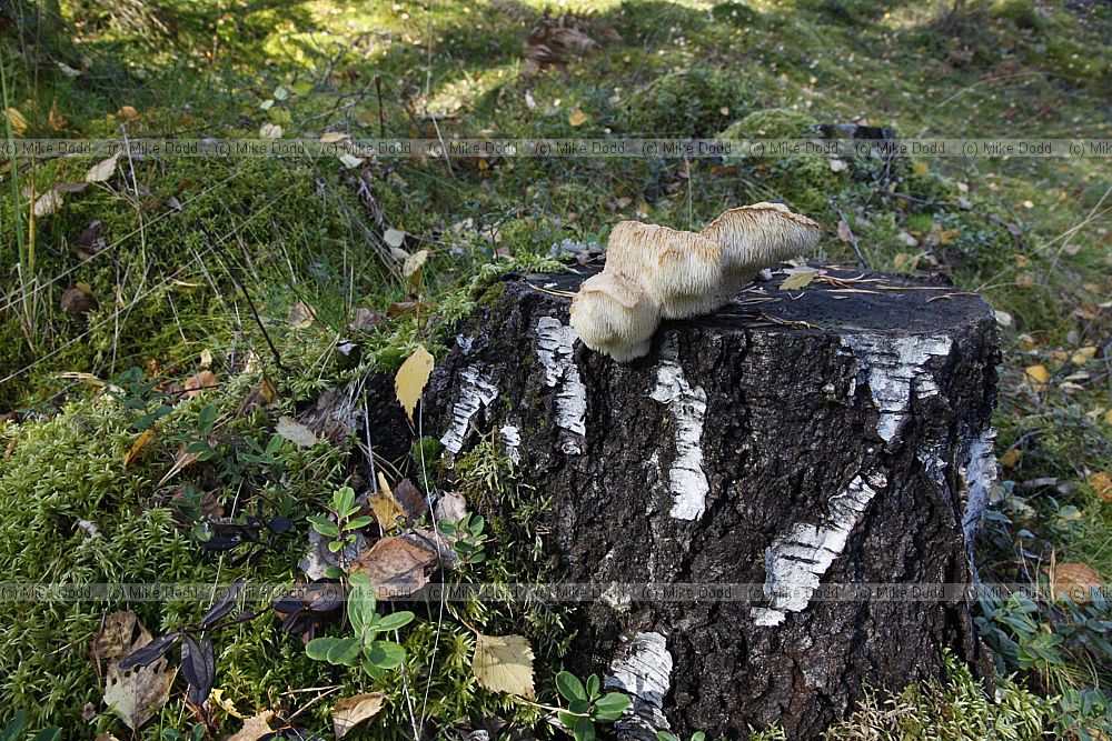Hericium cirrhatum Tiered Tooth