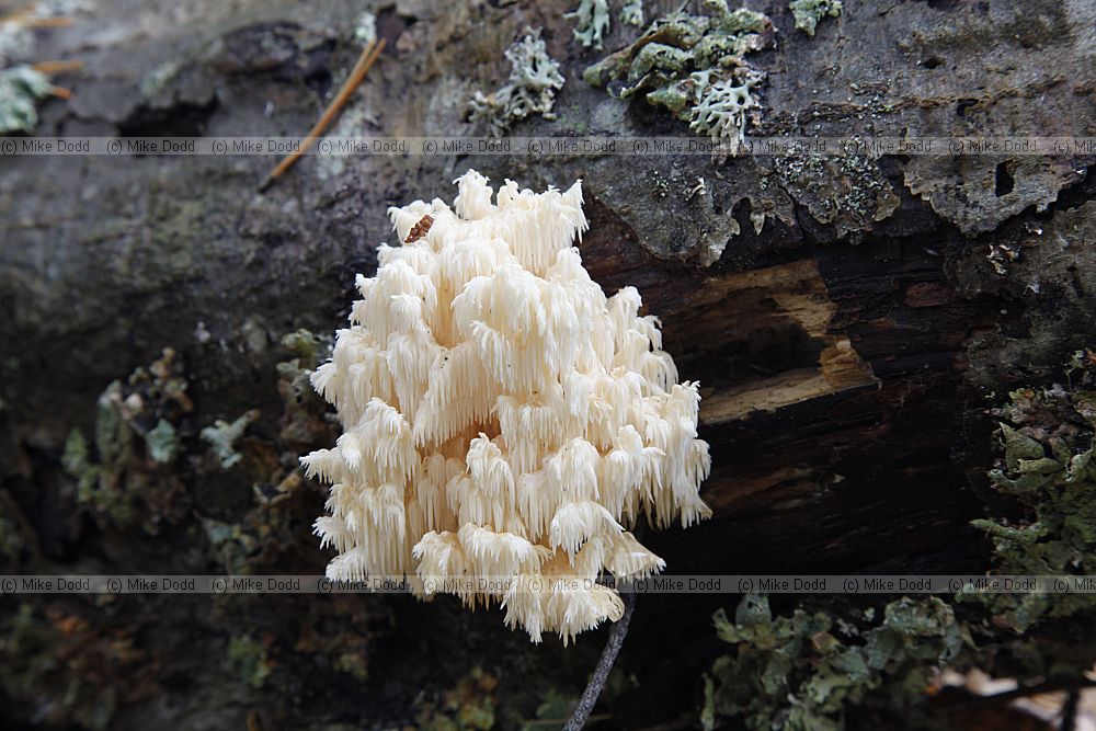Hericium coralloides Coral Tooth
