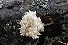Hericium coralloides Coral Tooth