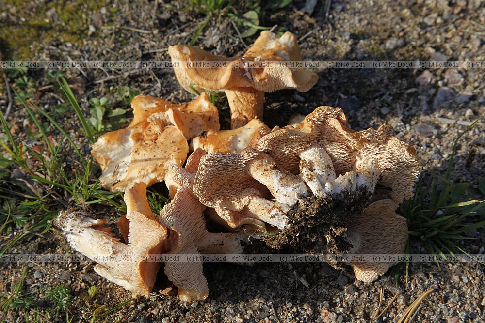 Hydnum rufescens Terracotta Hedgehog
