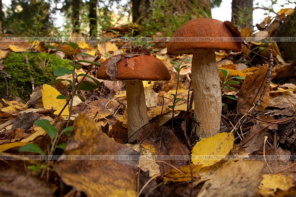 Leccinum aurantiacum
