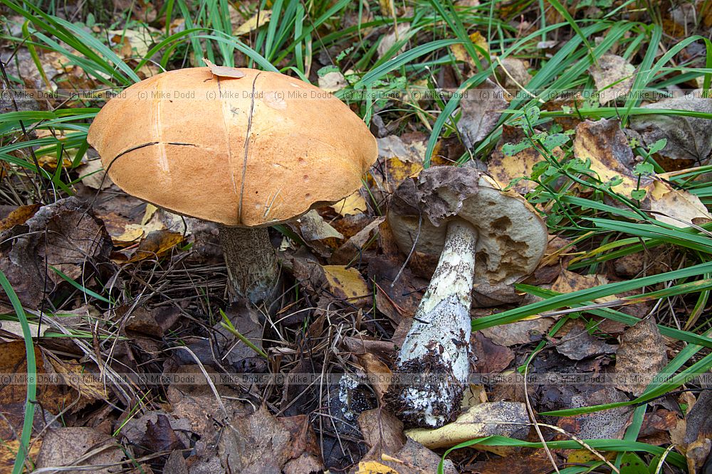 Leccinum versipelle Orange Birch Bolete