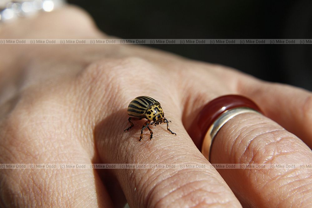 Leptinotarsa decemlineata Colorado Beetle