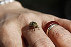 Leptinotarsa decemlineata Colorado Beetle