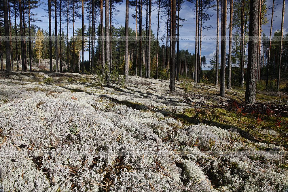 Lichen covered forest floor