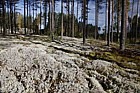 Lichen covered forest floor