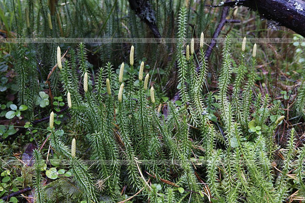 Lycopodium annotinum Interrupted Clubmoss