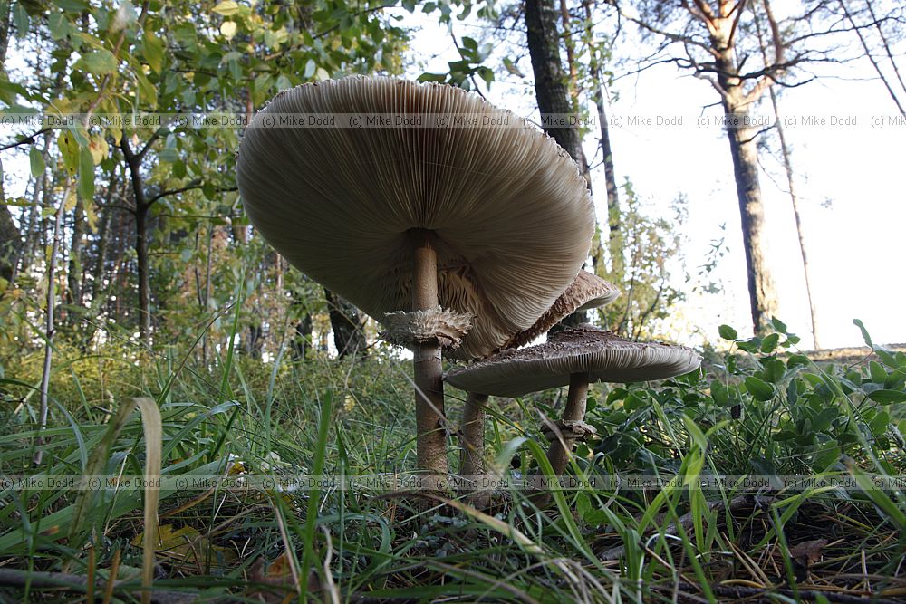 Macrolepiota Parasol mushroom