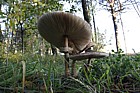 Macrolepiota Parasol mushroom