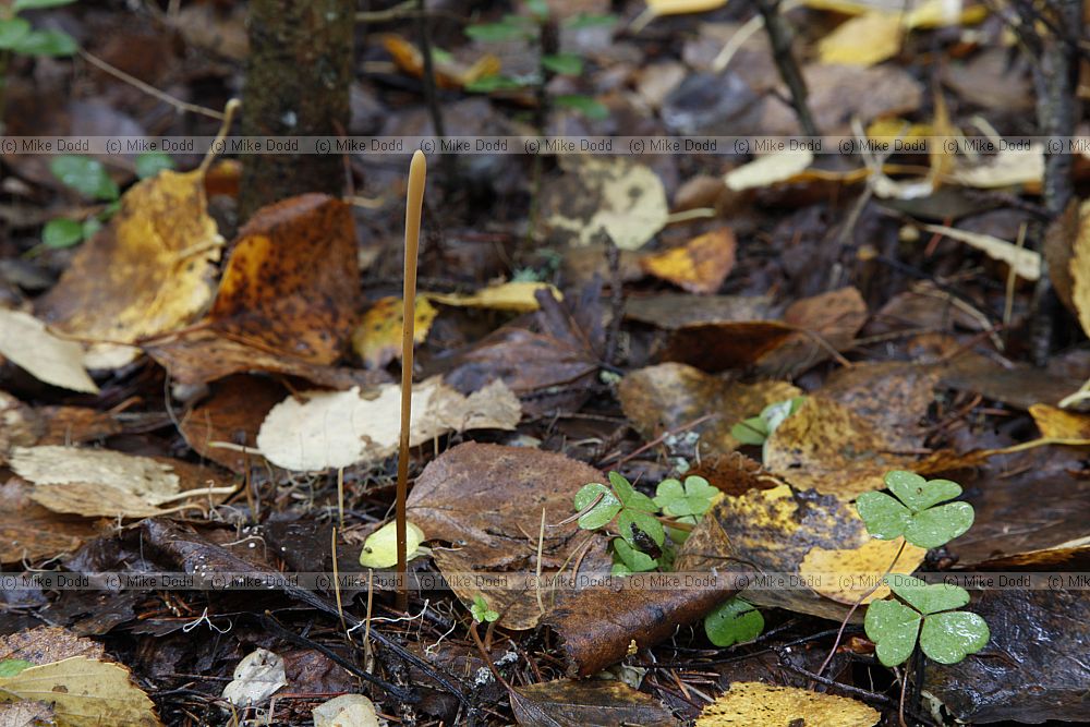 Macrotyphula fistulosa Pipe Club
