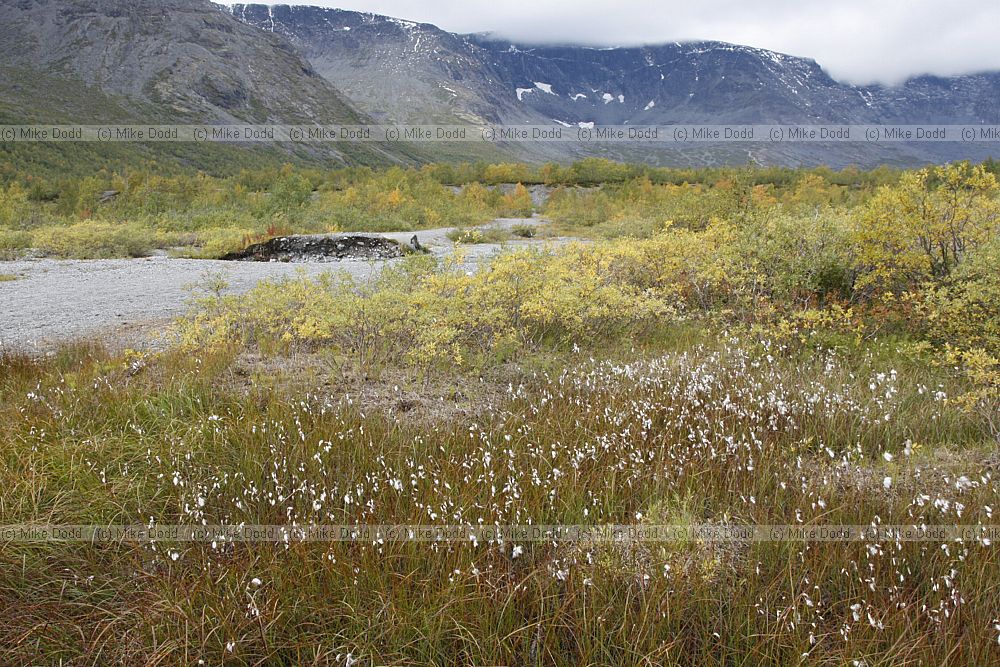 Mountain aapa fen Malyi Vud'javr lake valley
