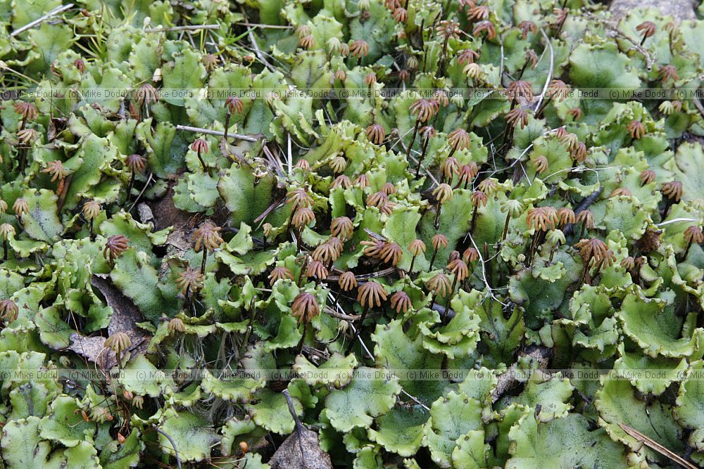 Marchantia polymorpha (now M. latifolia)