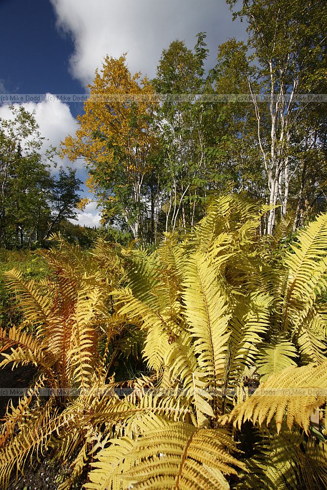 Matteuccia struthiopteris