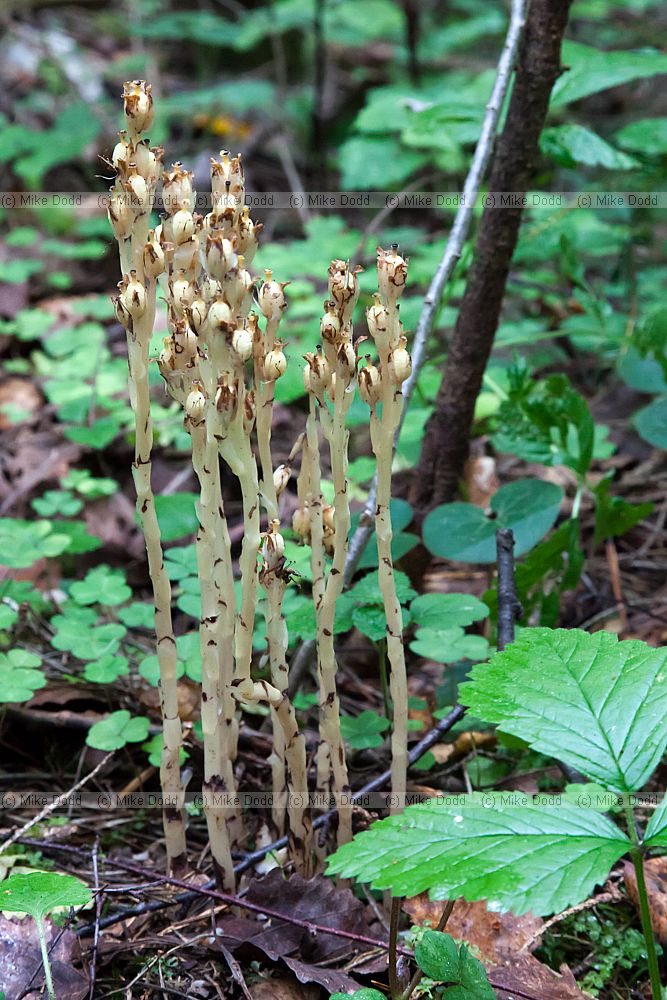 Monotrapa hypopitys Yellow Birdsnest