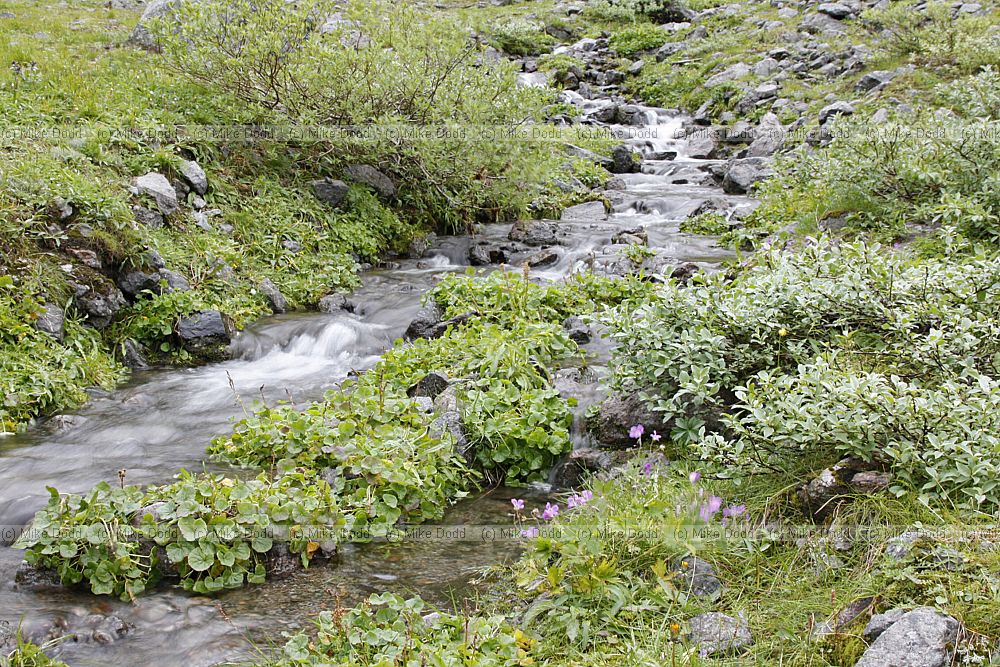 Small stream with Oxyria digyna Mountain Sorrel and Geranium sylvaticum