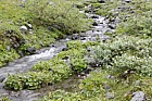 Small stream with Oxyria digyna Mountain Sorrel and Geranium sylvaticum