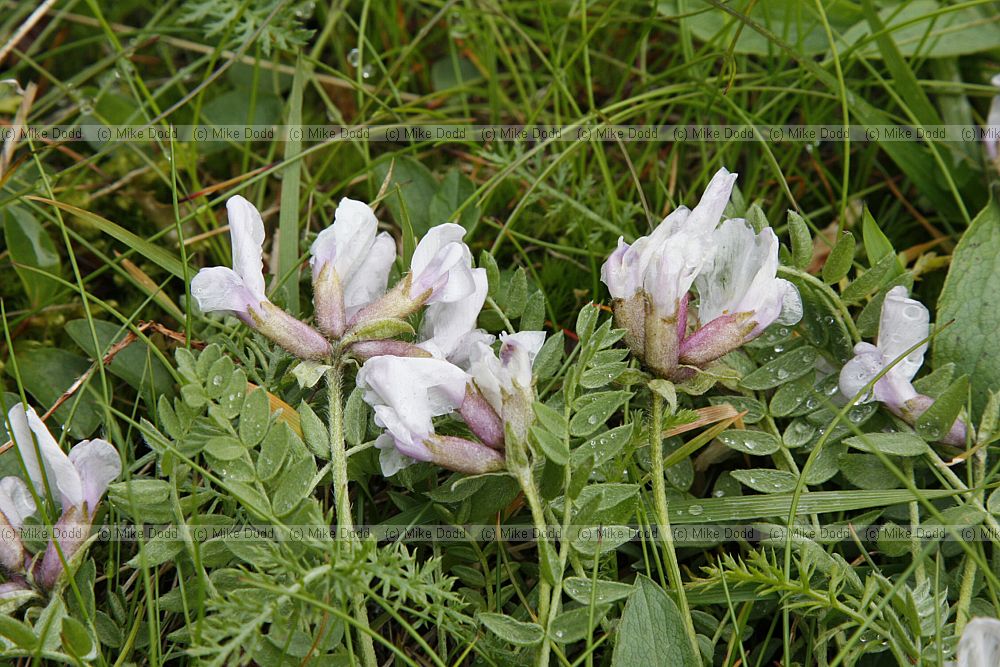 Oxytropis sordida
