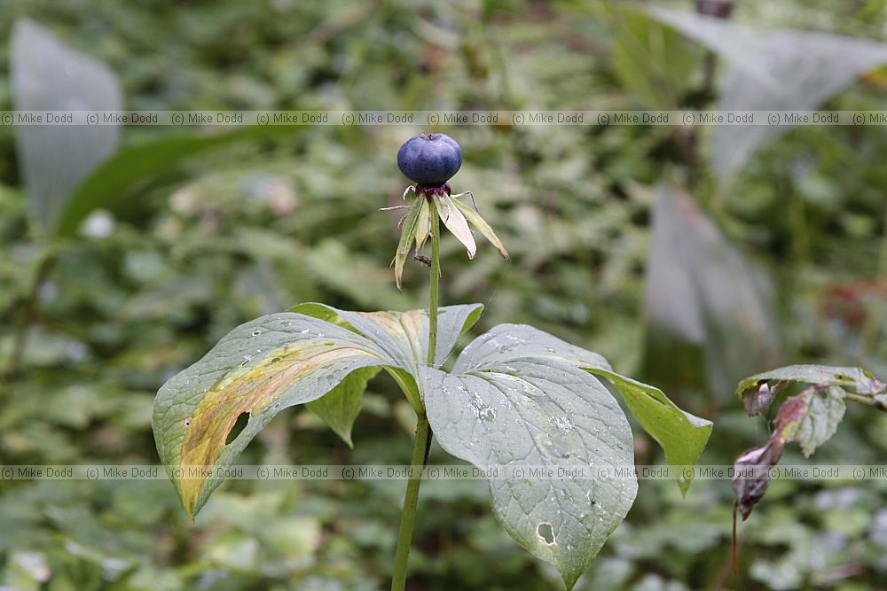 Paris quadrifolia Herb Paris