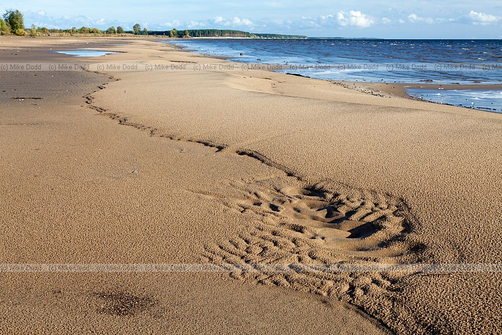 Patterns in the sand