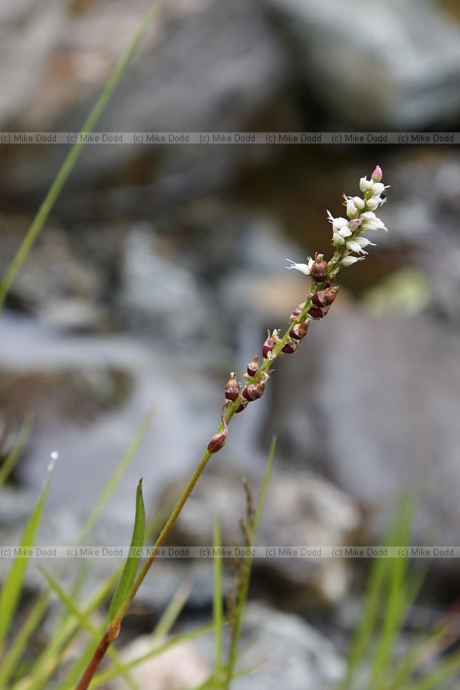 Persicaria vivipara Alpine Bistort