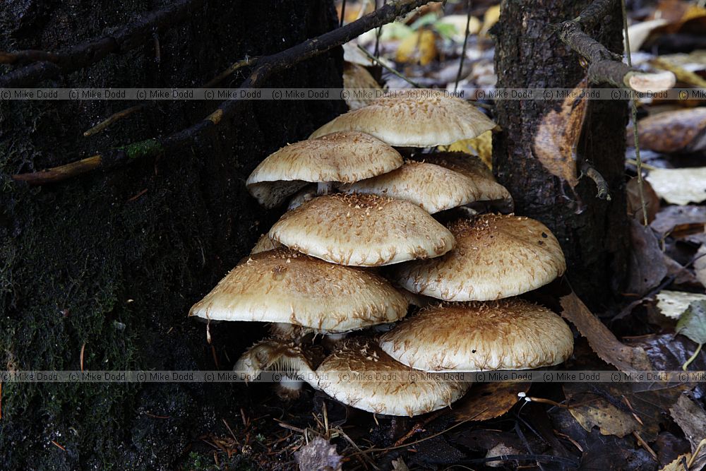 Pholiota squarrosa Shaggy Scalycap