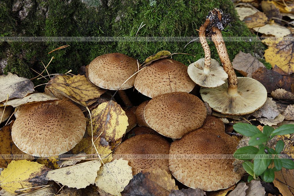 Pholiota squarrosa Shaggy Scalycap