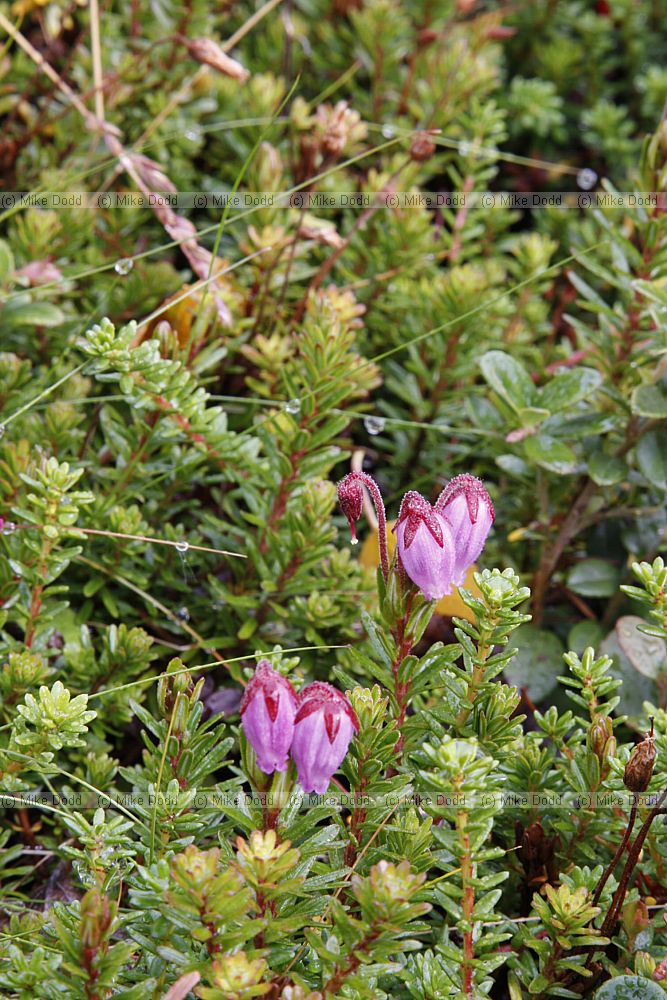 Phyllodoce caerulea Blue Heath