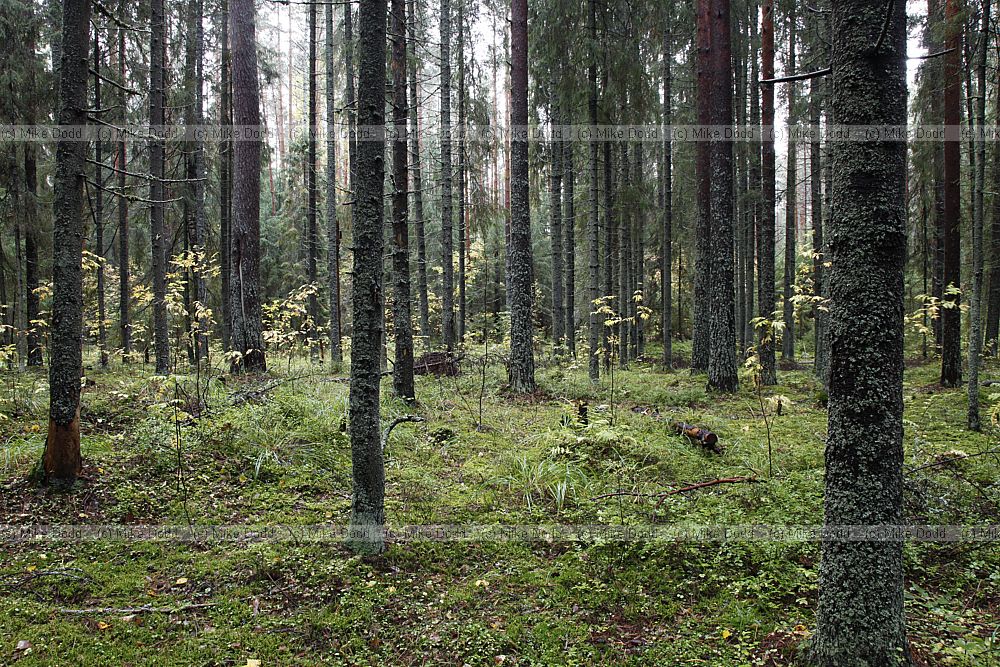Picea forest Boreal forest Taiga