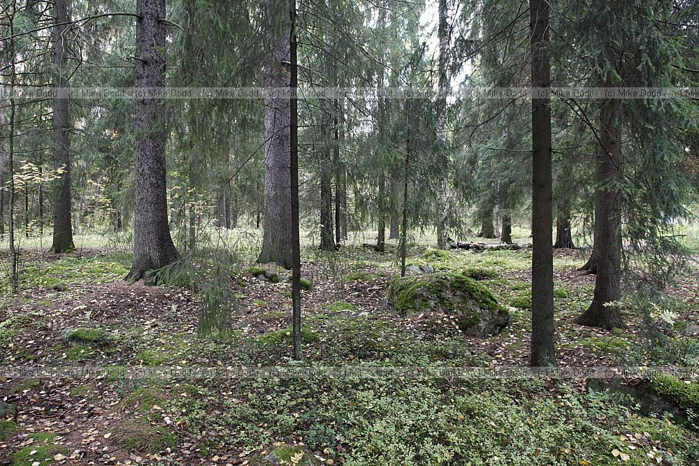 Picea forest Boreal forest Taiga