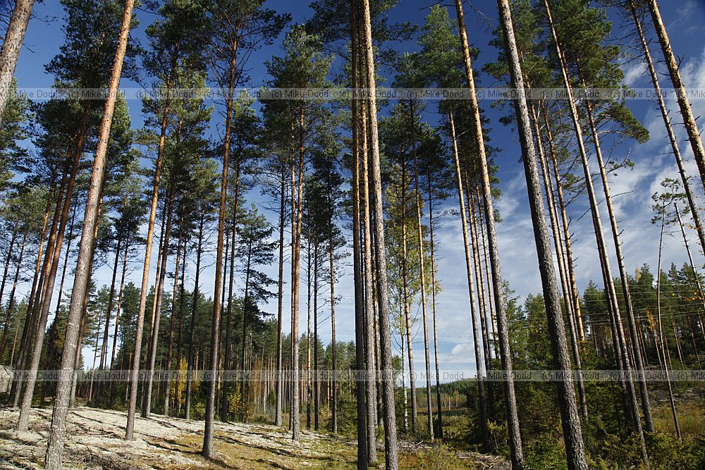 Pinus sylvestris Scots Pine
