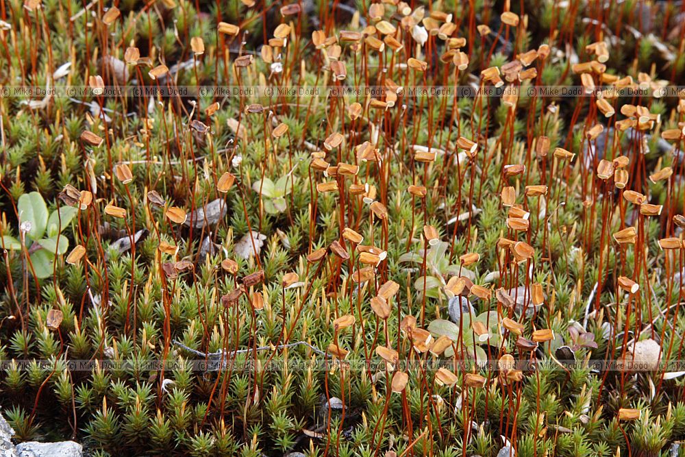 Polytrichum sp