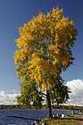 Poplar with autumn colour