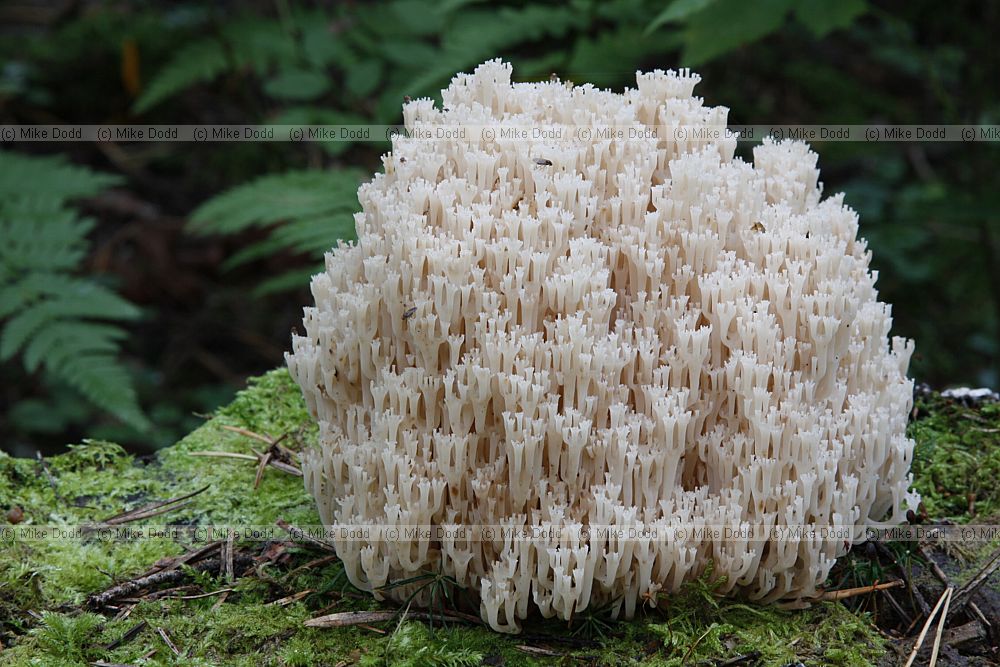 Ramaria flava possibly