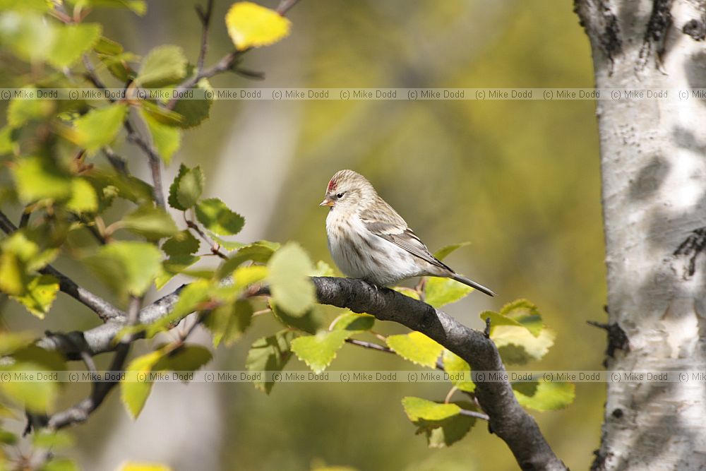 Redpoll