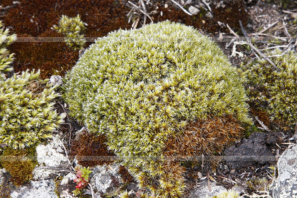 Rhacomitrium lanuginosum (left) and Rhacomitrium canescens (right) check