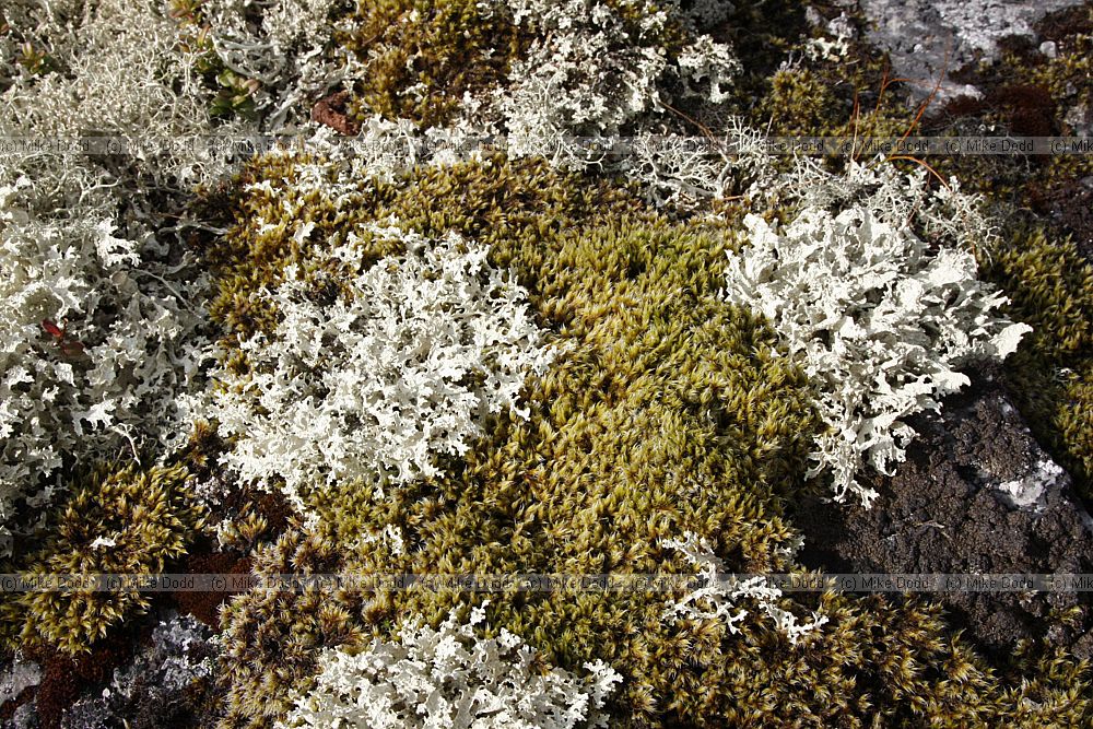 Rhacomitrium moss being overgrown by lichen Cetraria