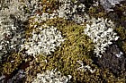 Rhacomitrium moss being overgrown by lichen Cetraria
