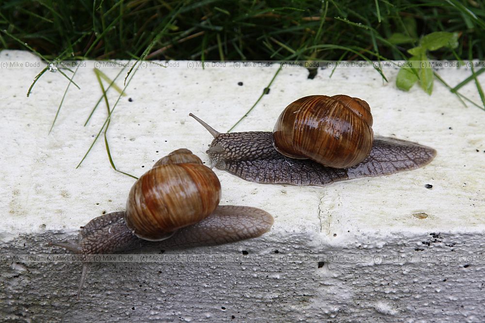 Roman snails in Moscow botanic garden (check species)